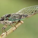 a cicada